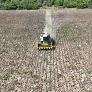 yeni-aycicek-hasadi Yeni Ayçiçek Hasadı Yapıldı